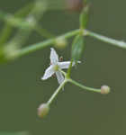 False baby's breath